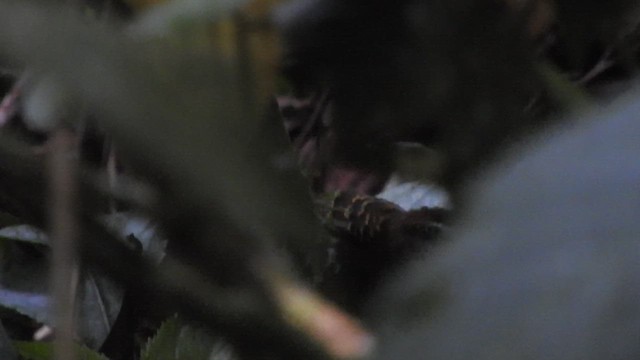 Schwarzschwanz-Ameisenvogel - ML501536361