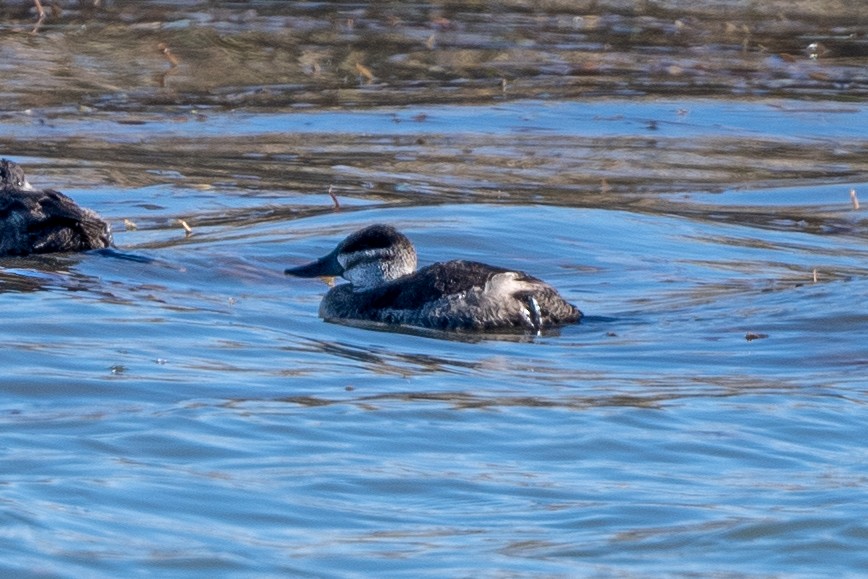 Ruddy Duck - ML501536751