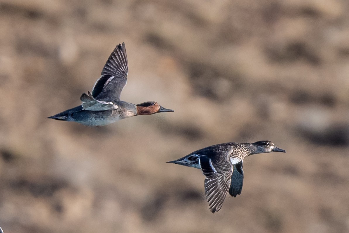 Green-winged Teal - ML501536951