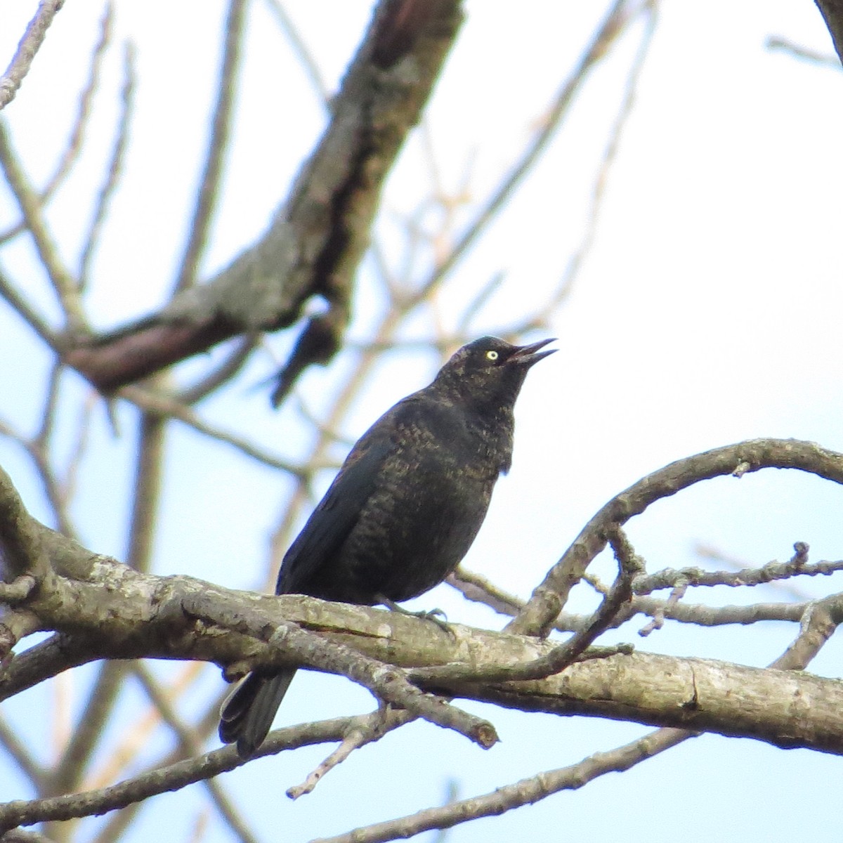 Rusty Blackbird - ML50153791