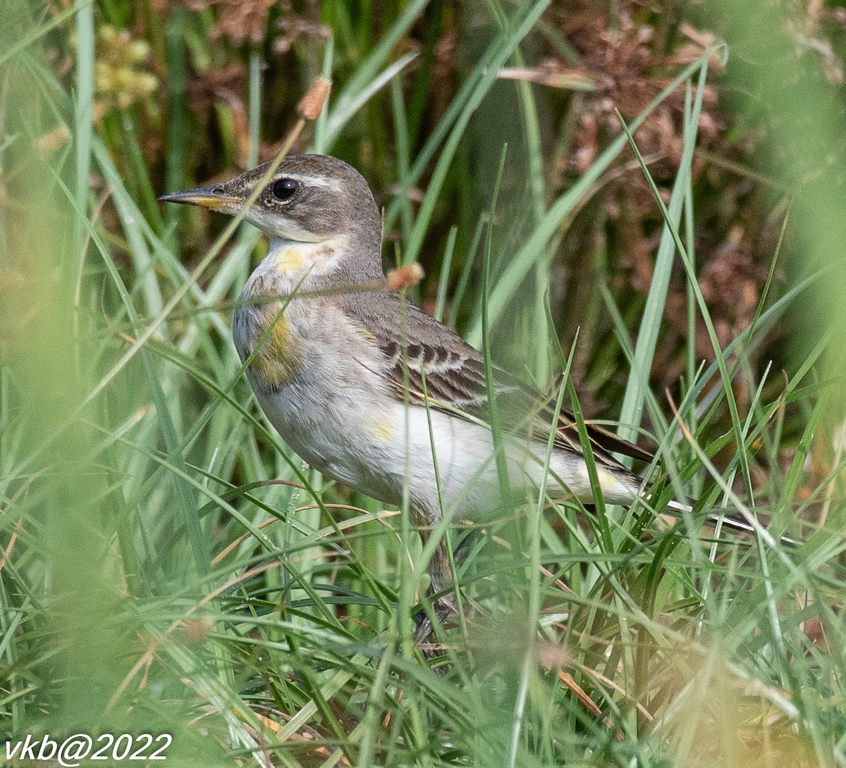 Western Yellow Wagtail - ML501538411