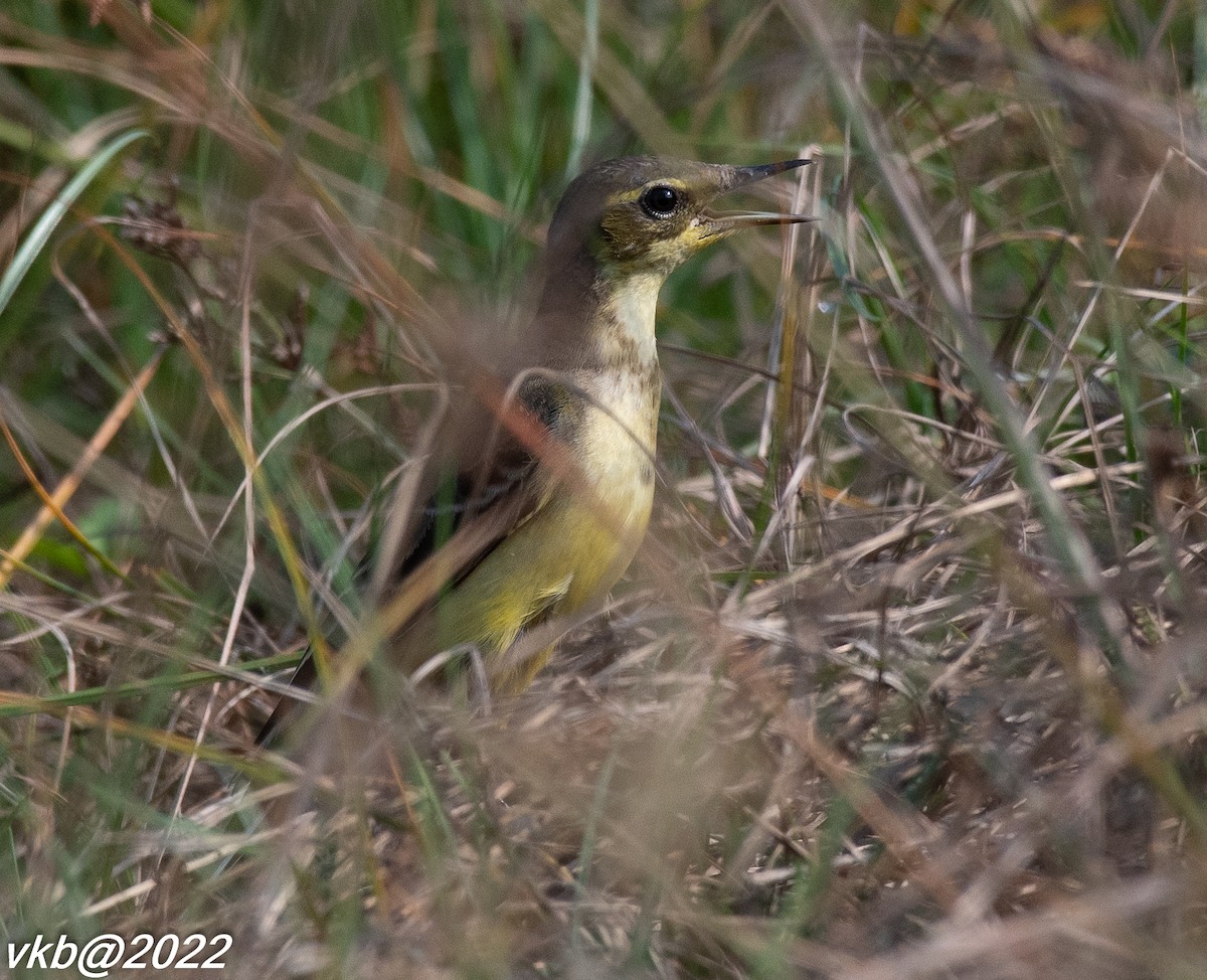 Western Yellow Wagtail - ML501538421