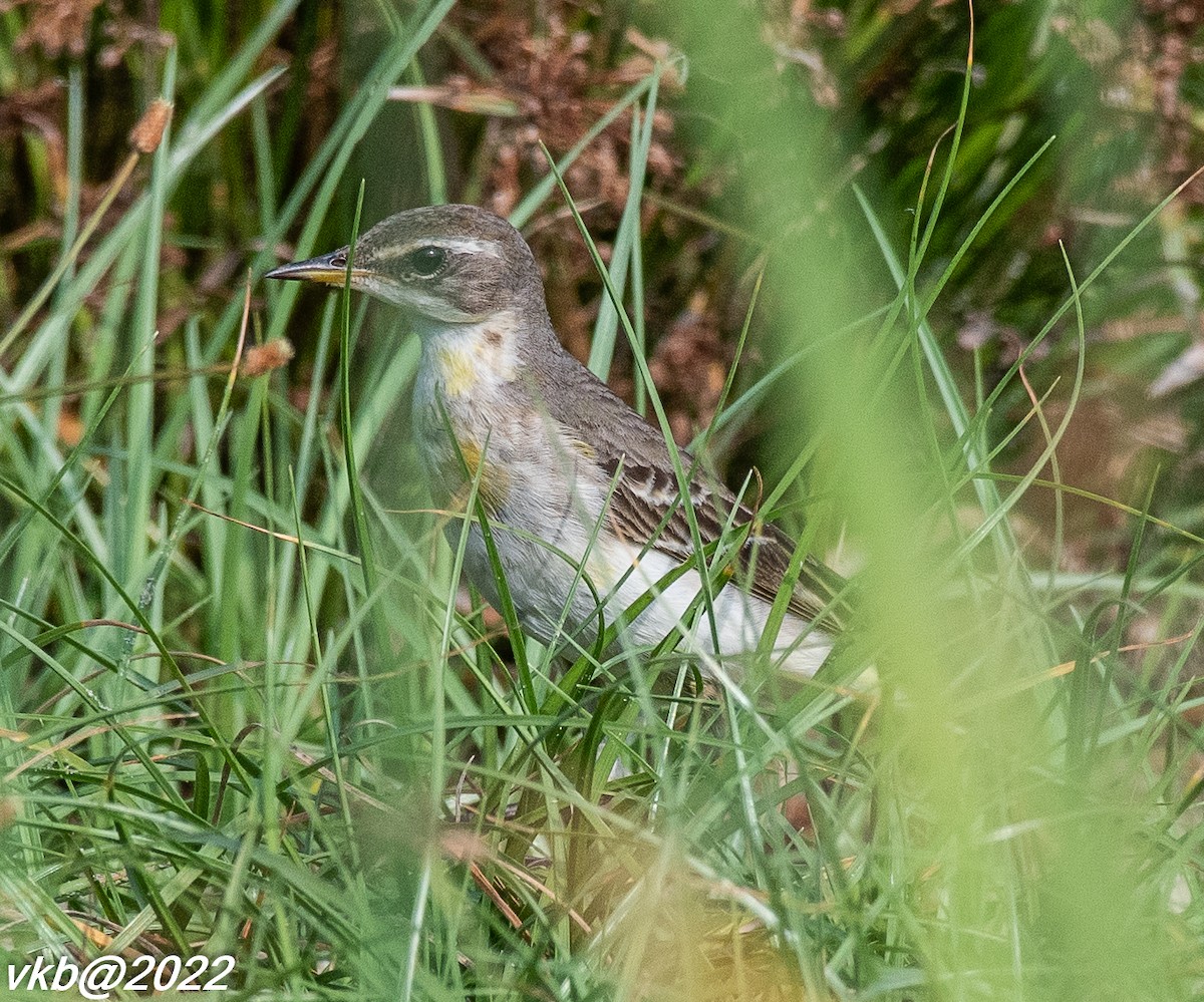 Western Yellow Wagtail - ML501538431