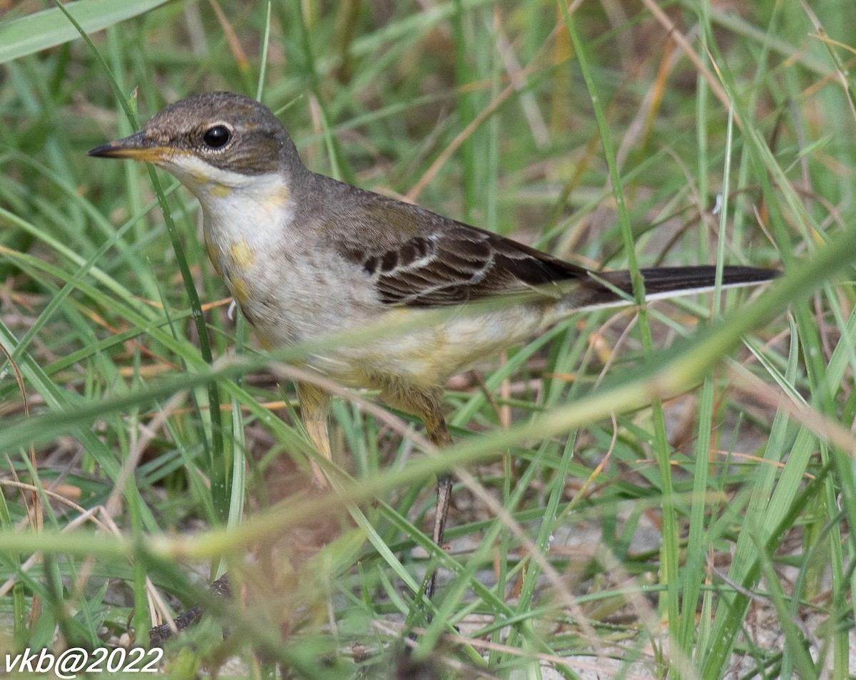 Western Yellow Wagtail - ML501538441