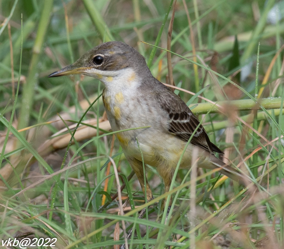 Western Yellow Wagtail - ML501538451