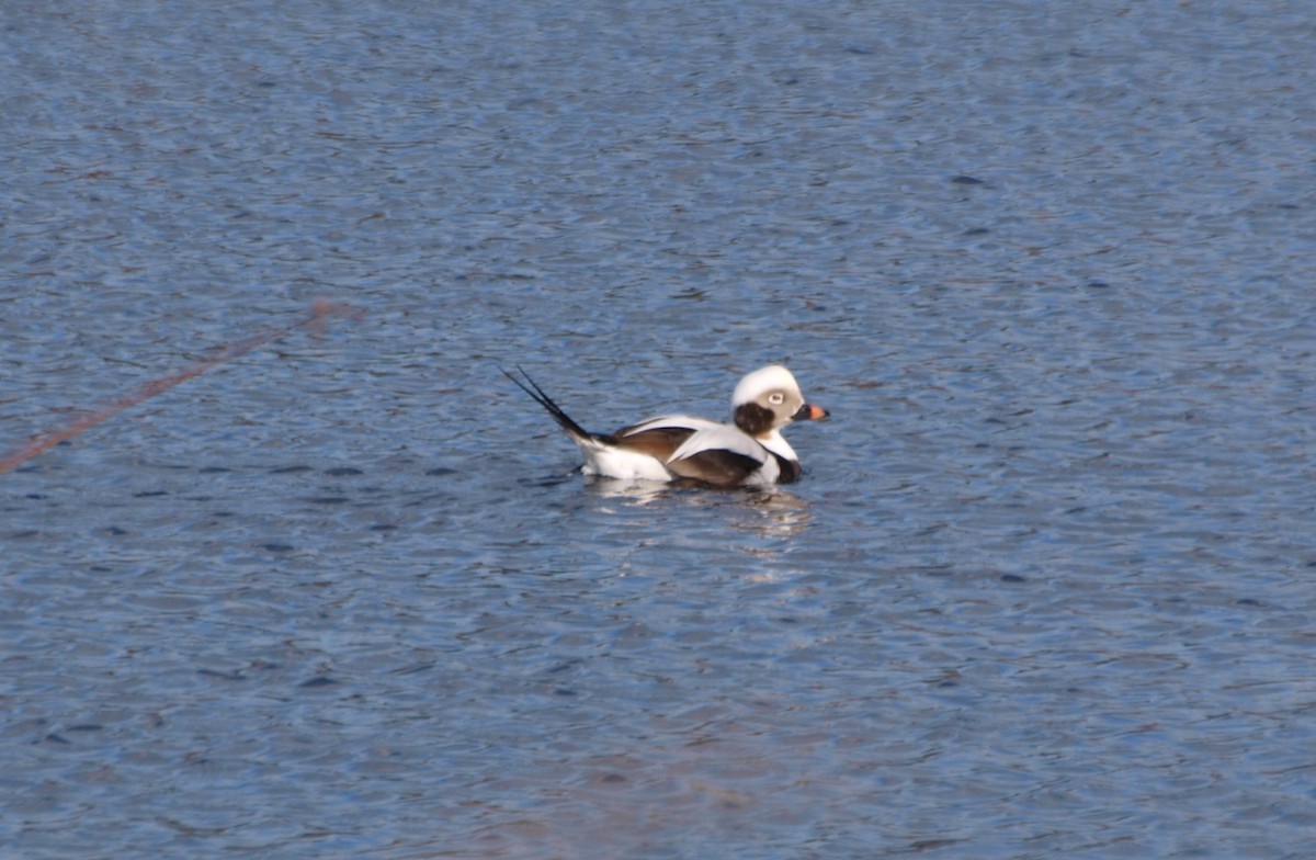 Long-tailed Duck - ML501538781
