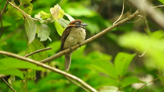 Chestnut-capped Puffbird - ML501538871