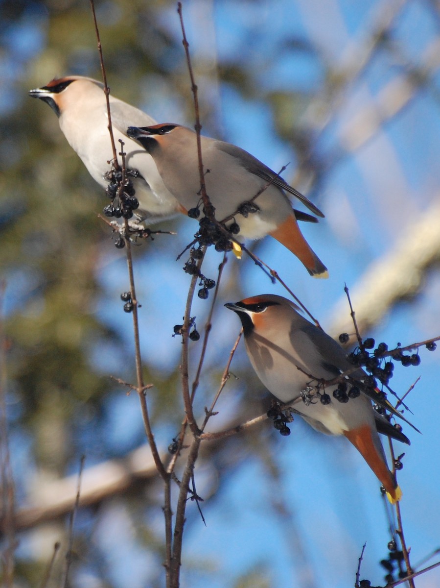 Bohemian Waxwing - ML50154441