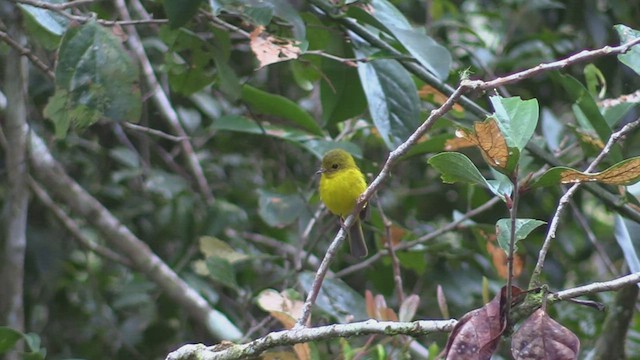 Gobemoustique canari - ML501544451