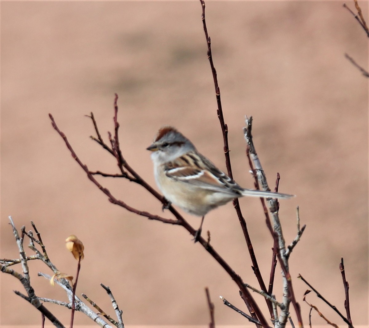 American Tree Sparrow - ML501544511