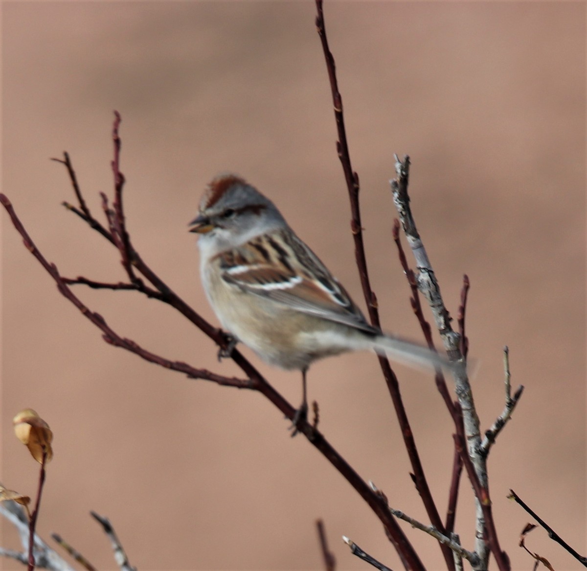 American Tree Sparrow - ML501544521