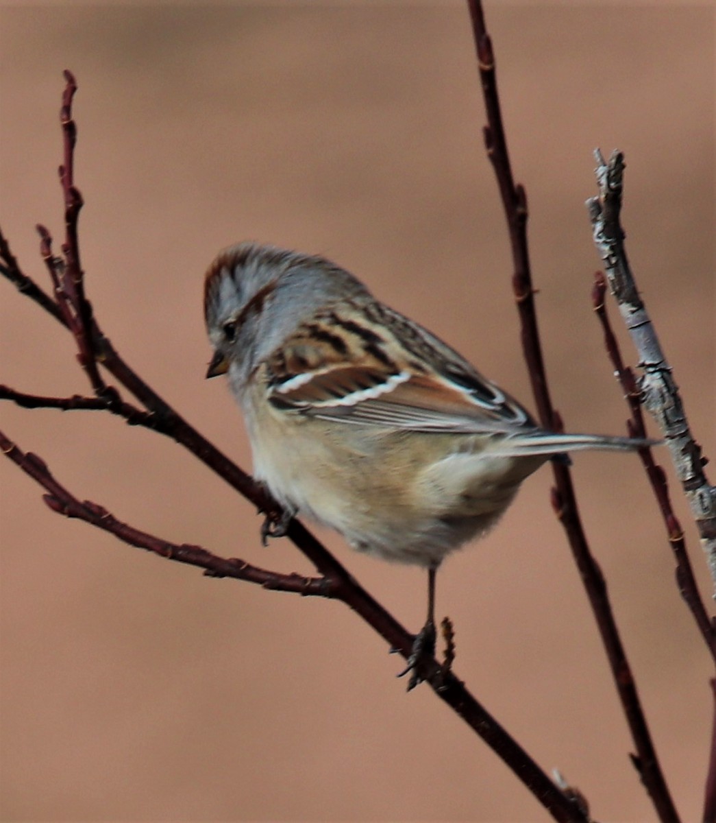 American Tree Sparrow - ML501544531