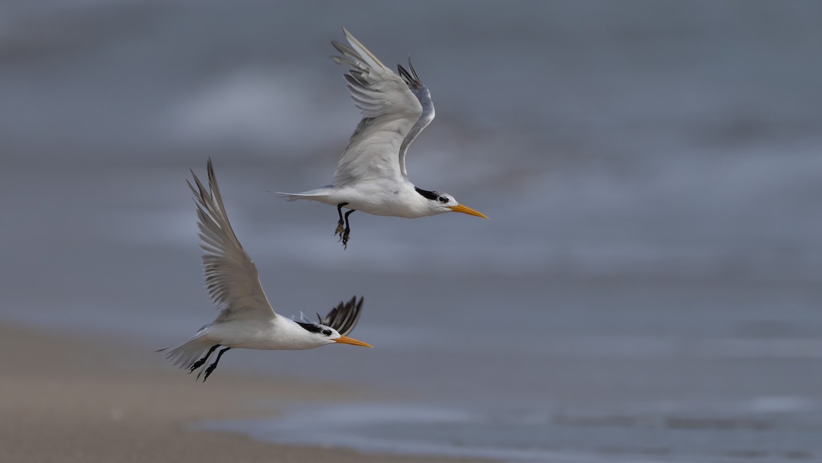 Lesser Crested Tern - Nasir Almehrzi