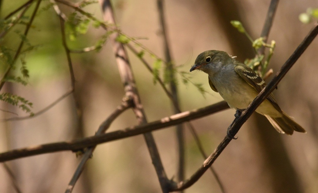 Small-billed Elaenia - ML501545001