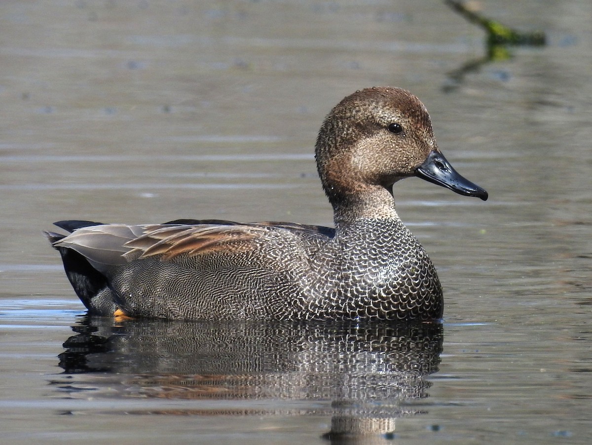 Gadwall - Carl Miller