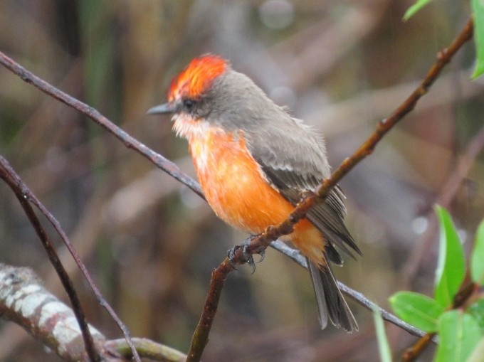 Vermilion Flycatcher - ML501546531