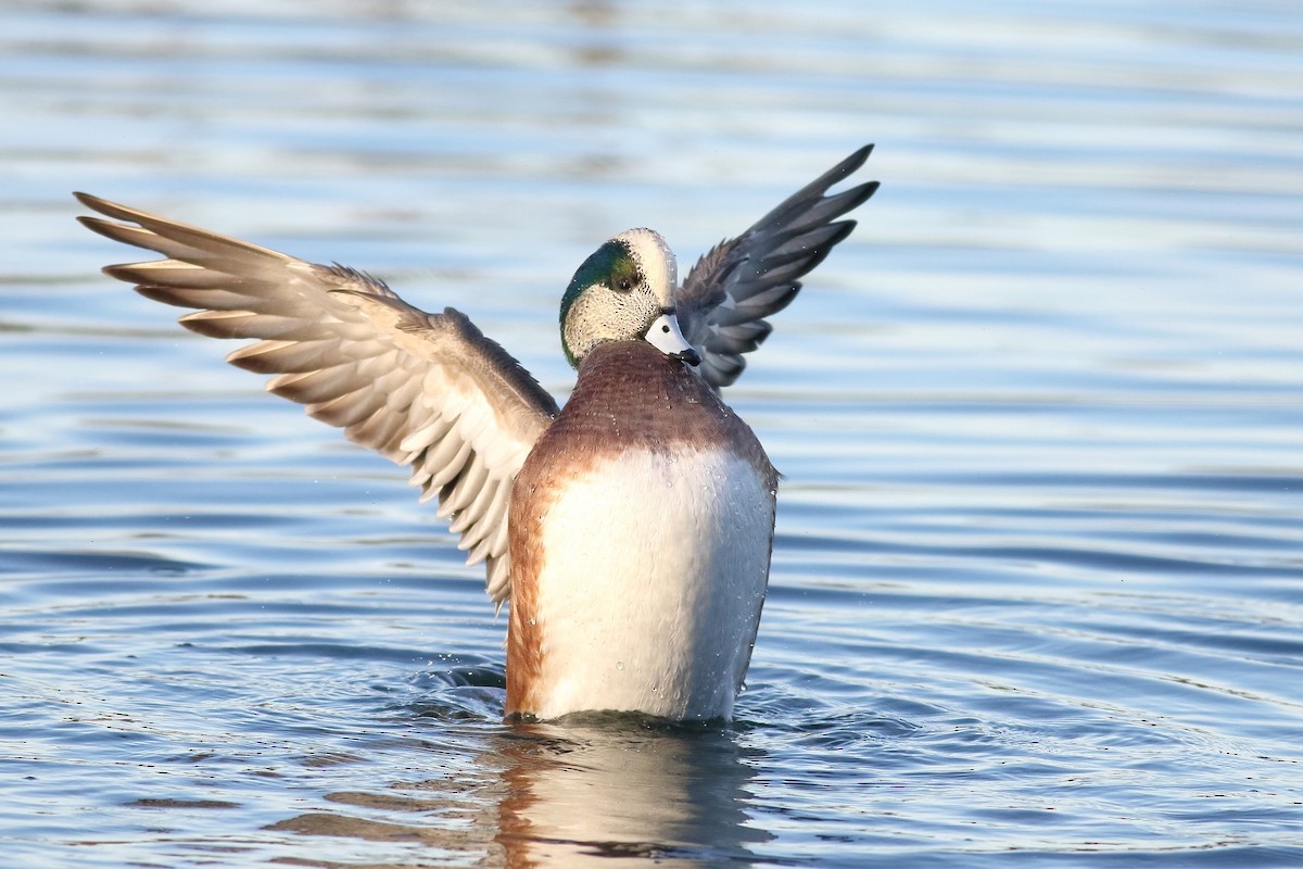 American Wigeon - ML501546721