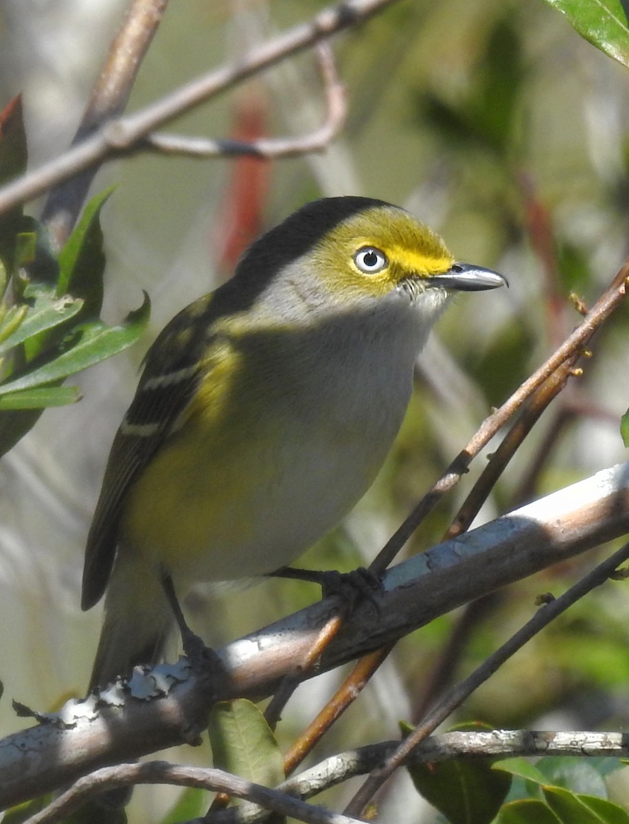 Vireo Ojiblanco - ML50154821