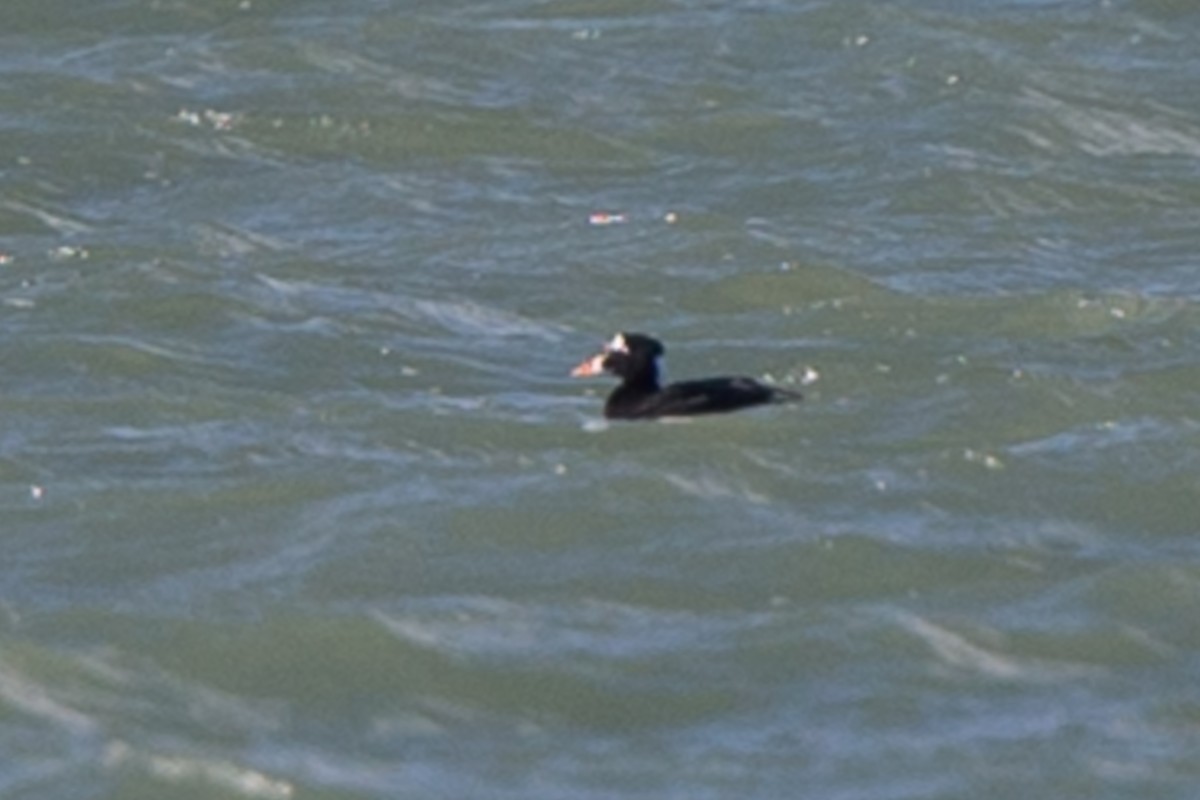 Surf Scoter - ML501548861