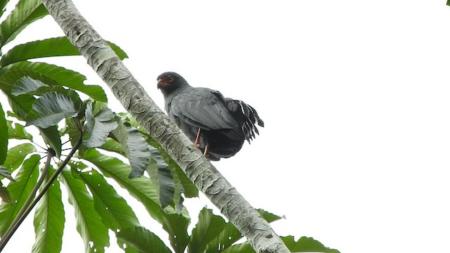 Slate-colored Hawk - ML501550401