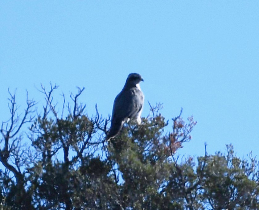 American Goshawk - ML501555501