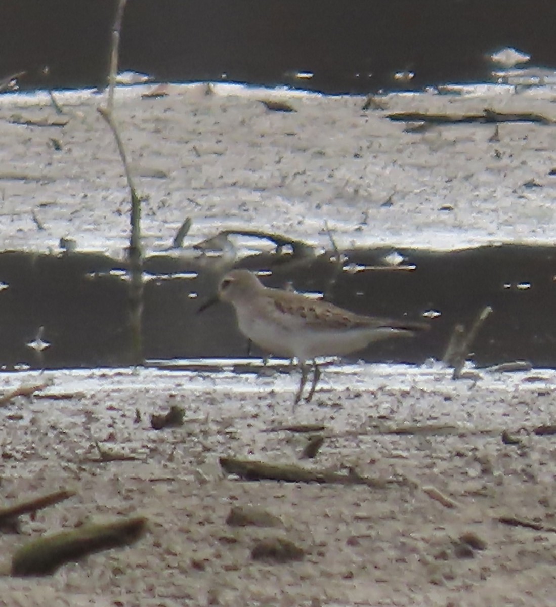White-rumped Sandpiper - ML501555551