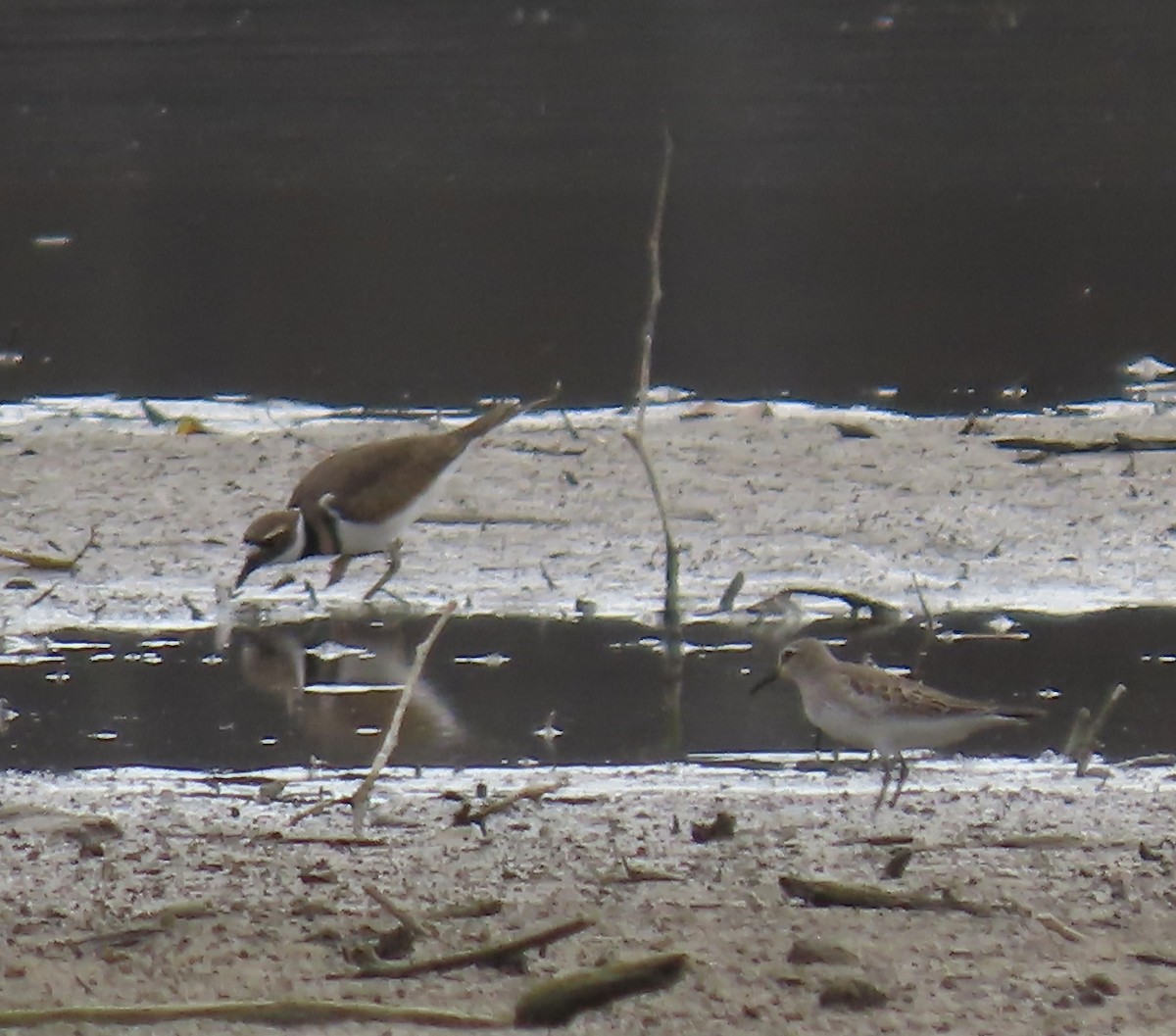 White-rumped Sandpiper - ML501555561