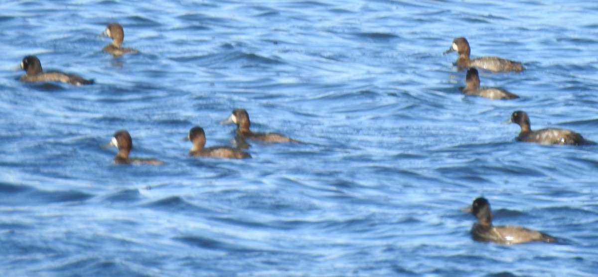 Greater/Lesser Scaup - alan murray