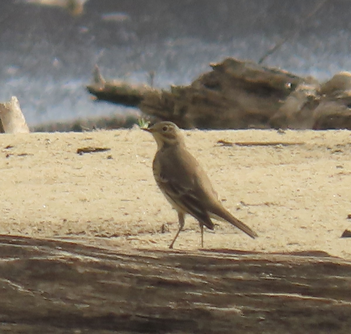 American Pipit - ML501556551