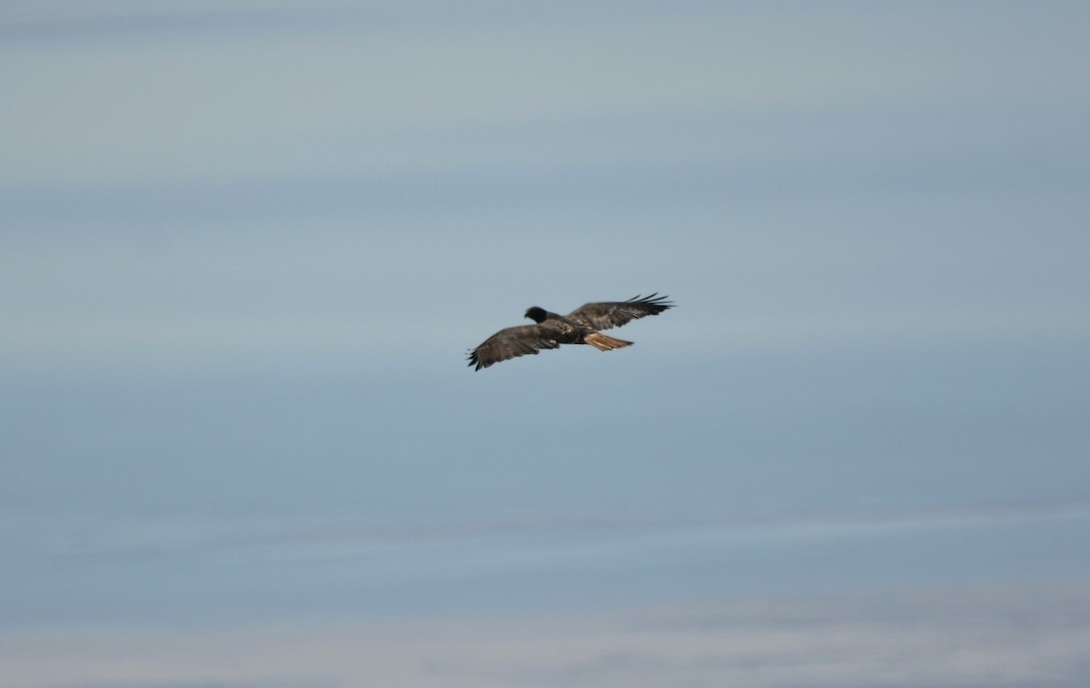 Red-tailed Hawk (calurus/alascensis) - ML501556761