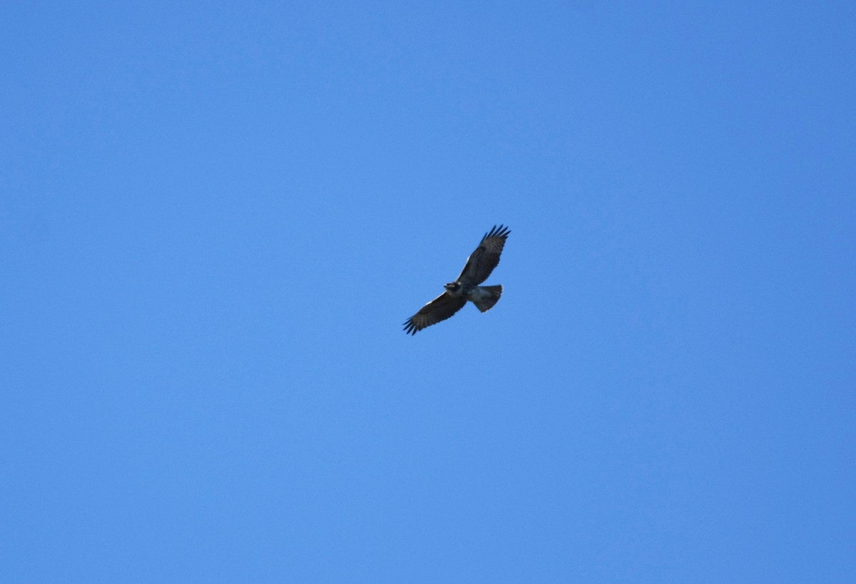 Red-tailed Hawk (calurus/alascensis) - ML501556801