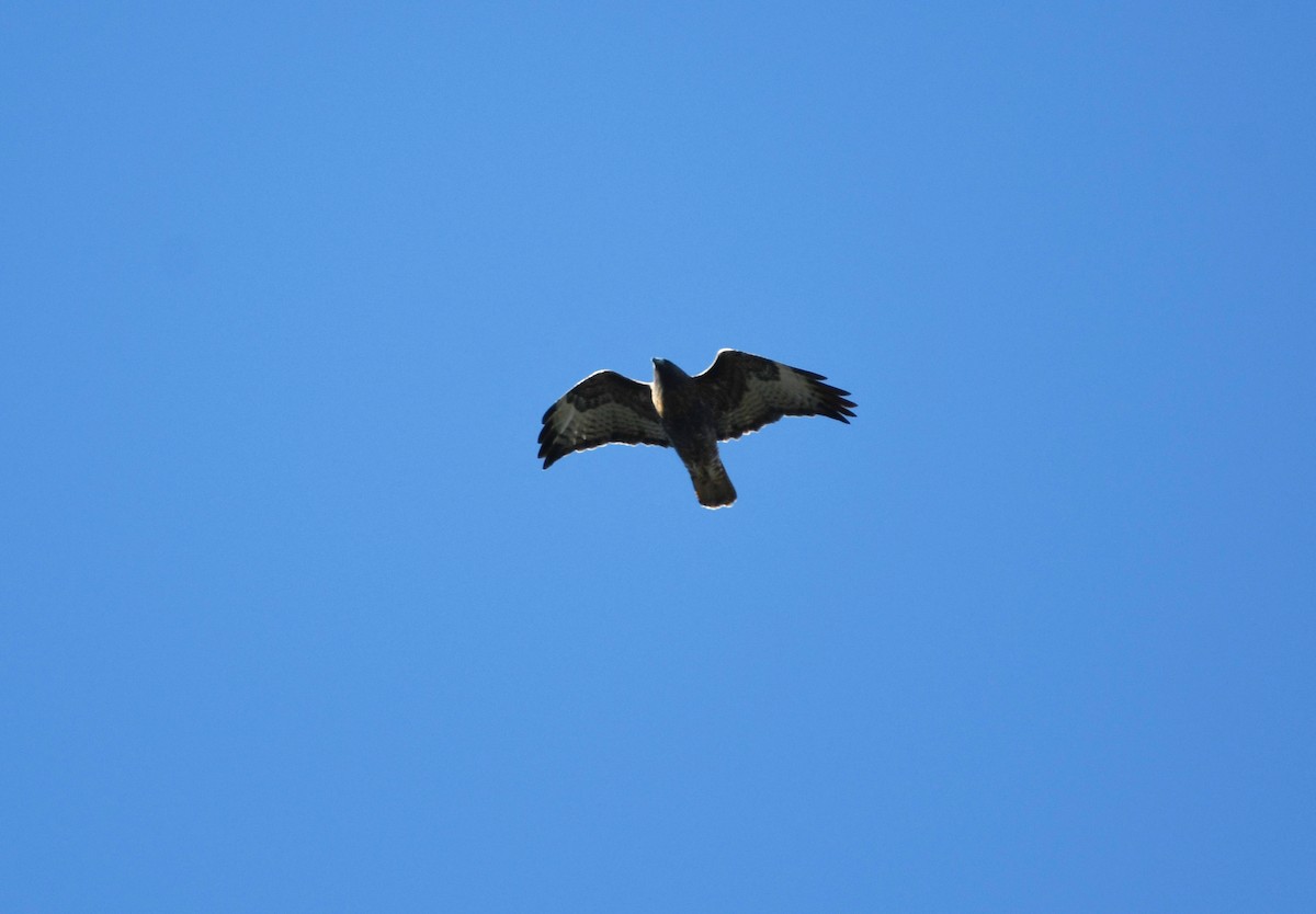Red-tailed Hawk (calurus/alascensis) - ML501556811