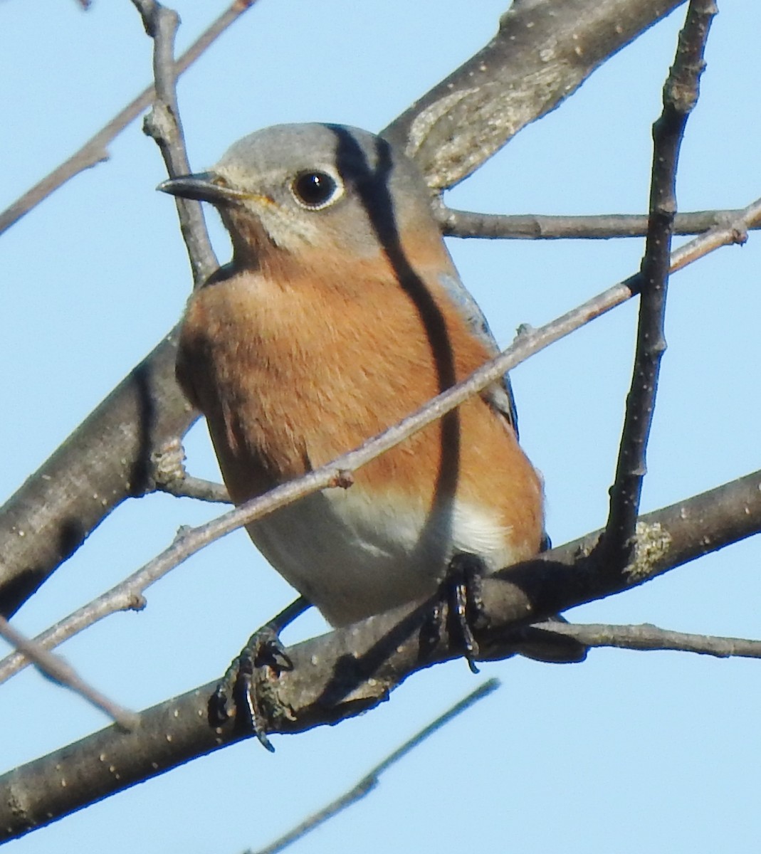 Eastern Bluebird - ML501557161