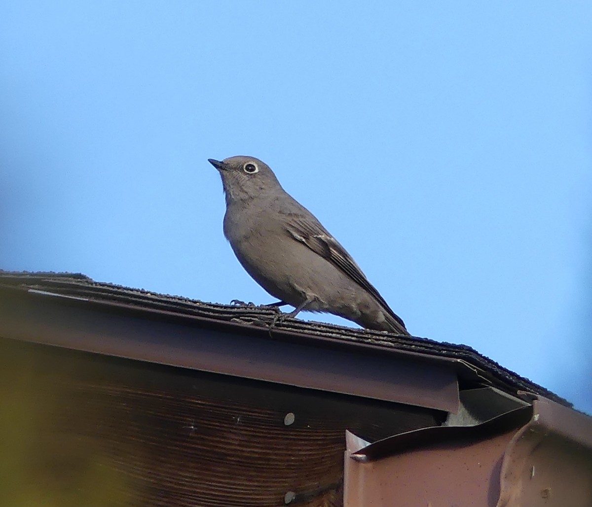 Townsend's Solitaire - Emily Huang