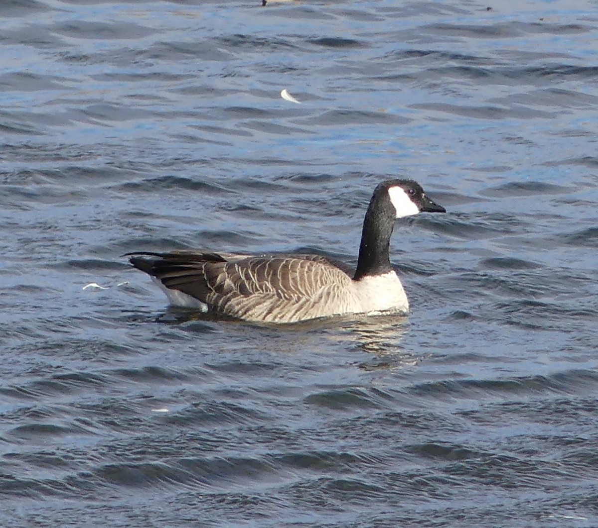 Cackling Goose - ML501558281