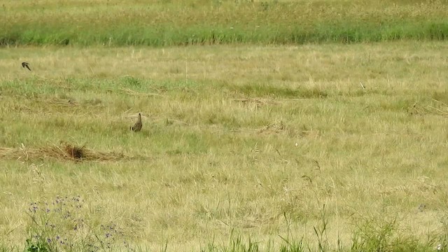 Gray Partridge - ML501559621