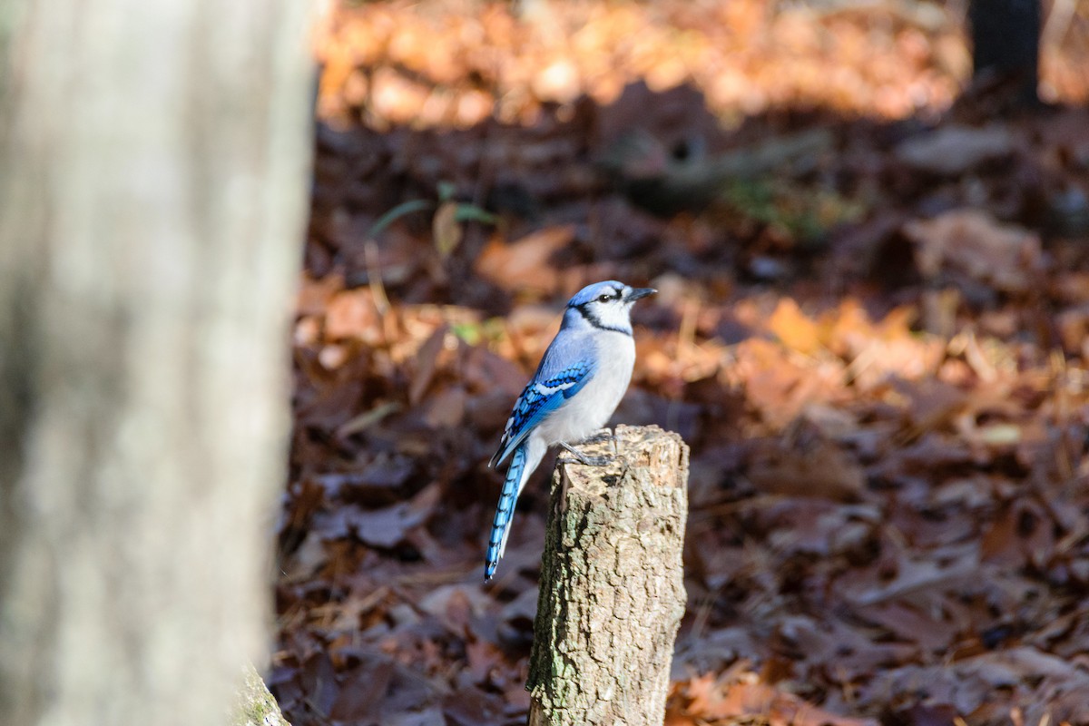Blue Jay - ML501560341
