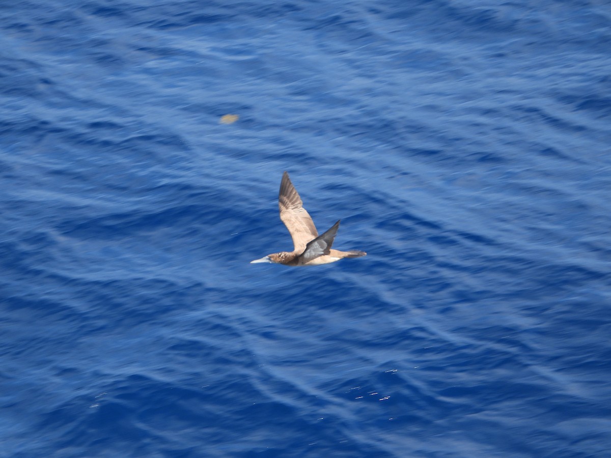 Brown Booby - ML501561291