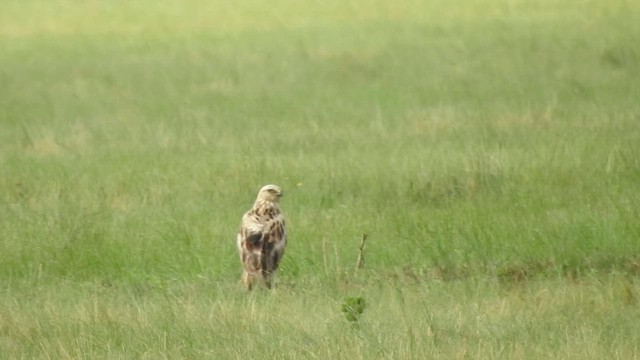 Long-legged Buzzard - ML501564231