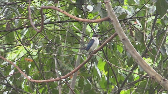 Collared Kingfisher - ML501564581