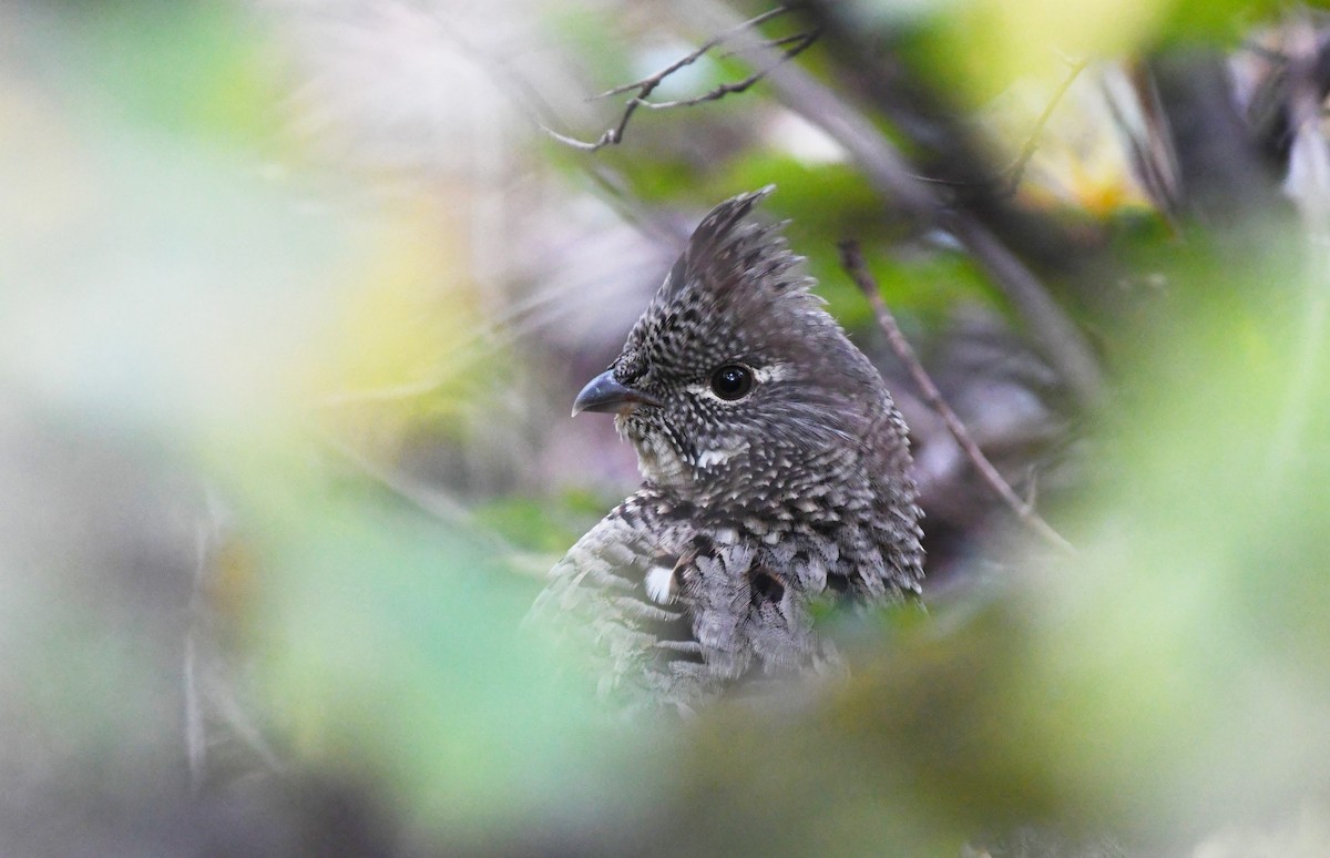 Ruffed Grouse - ML501565121