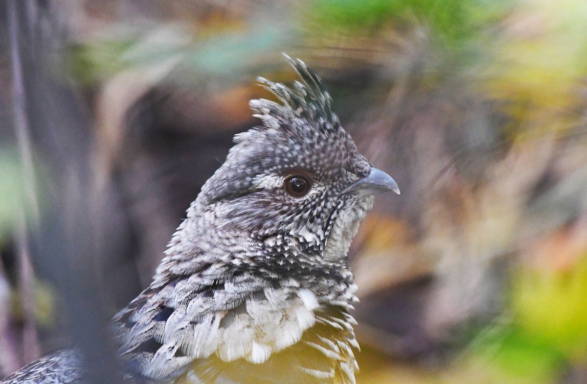 Ruffed Grouse - ML501565131