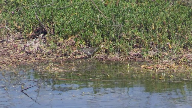 Common Sandpiper - ML501567121