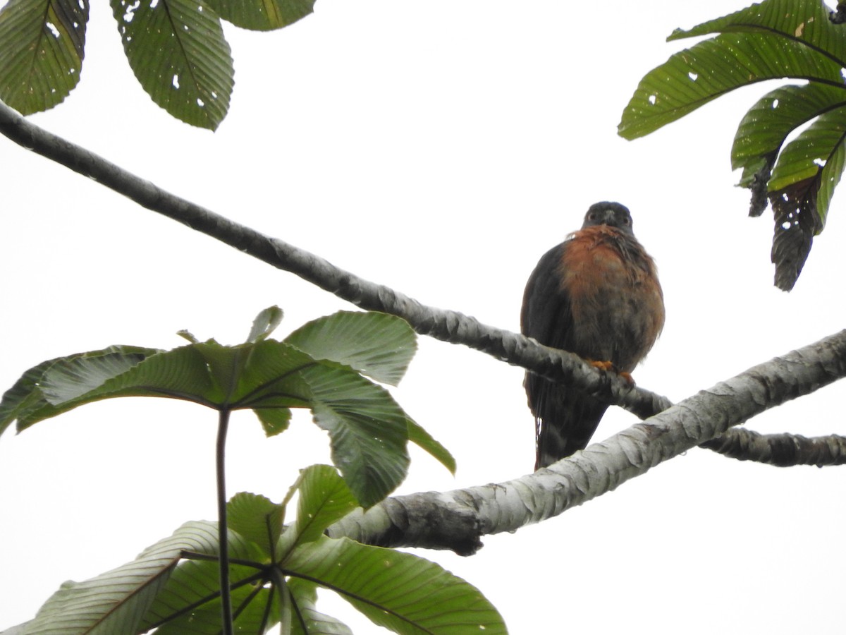 Double-toothed Kite - ML501567261