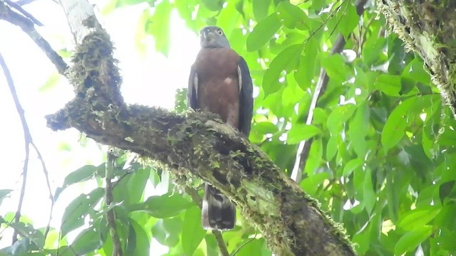 Double-toothed Kite - ML501567351