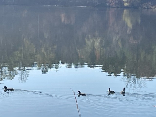American Coot - ML501567421