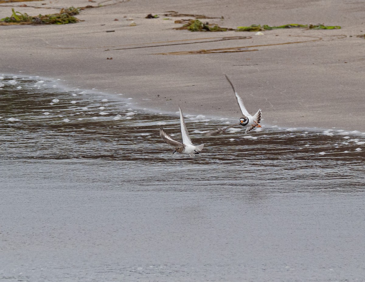 Sanderling - ML501568081