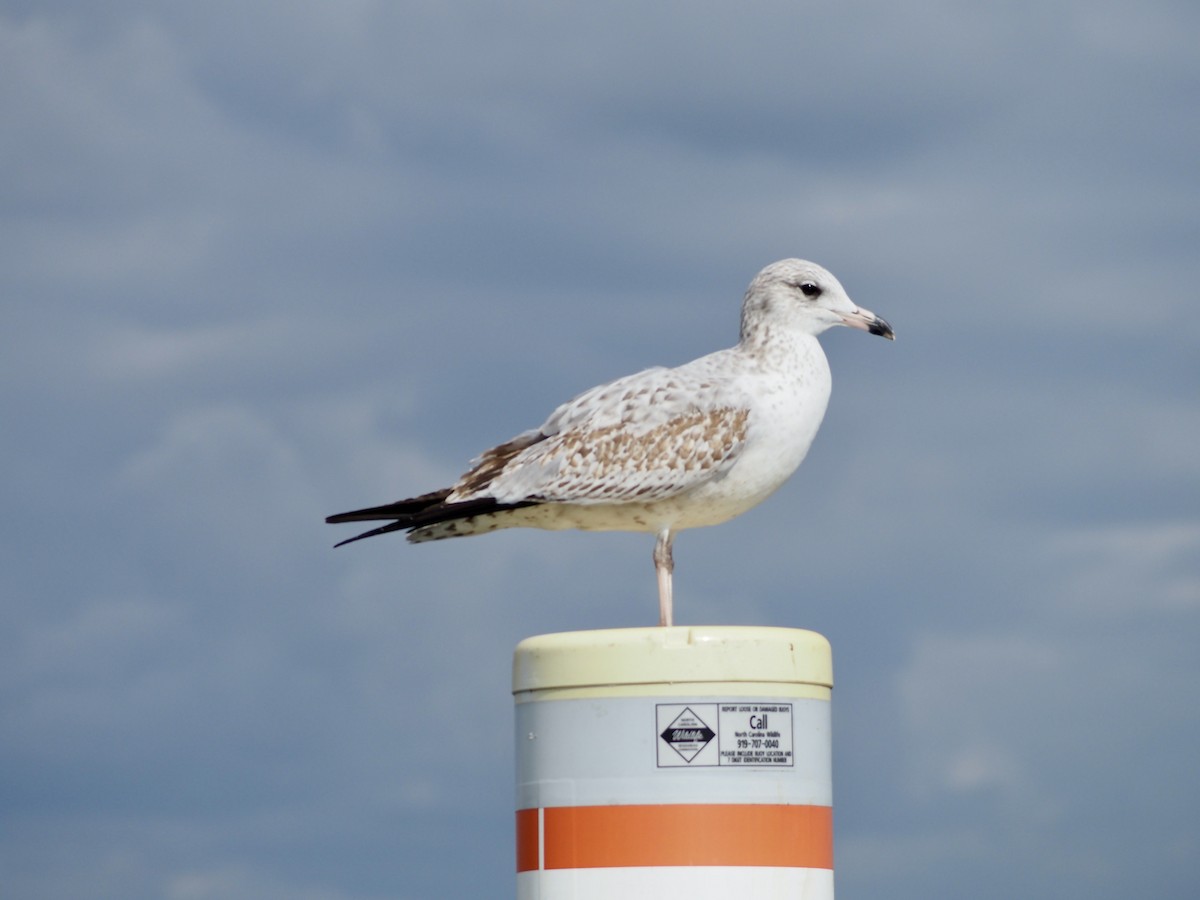 Ring-billed Gull - ML501568601