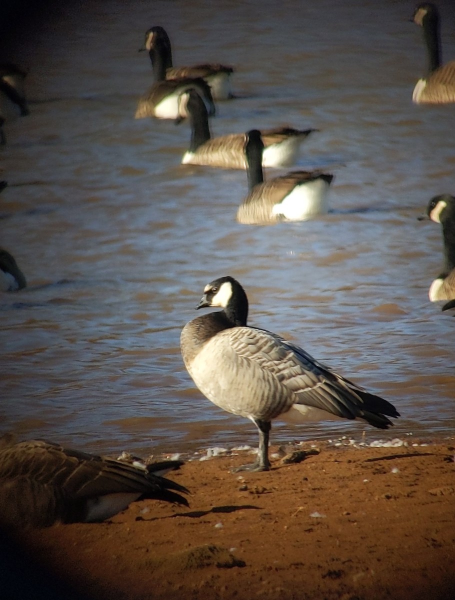 Barnacle x Cackling Goose (hybrid) - ML501569051