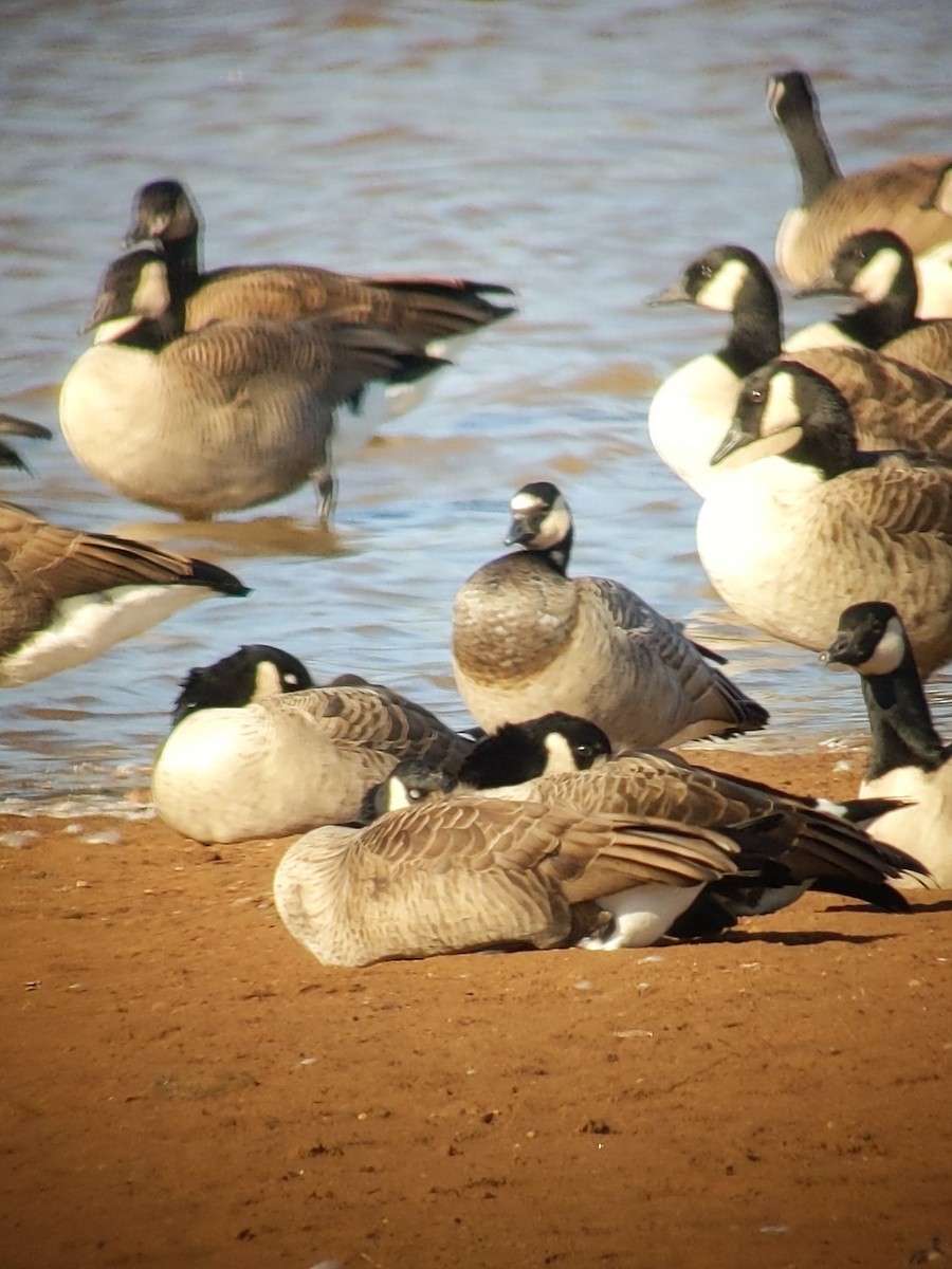 Barnacle x Cackling Goose (hybrid) - ML501569101